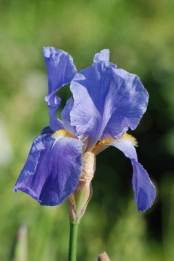 Horozlar veya irisler (Latin Iris)