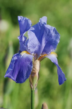 Horozlar veya irisler (Latin Iris)
