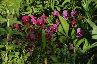 Üç renkli menekşe, vahşi nonoş (Viola üç renkli L.) 