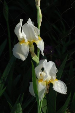 Horozlar veya irisler (Latin Iris)