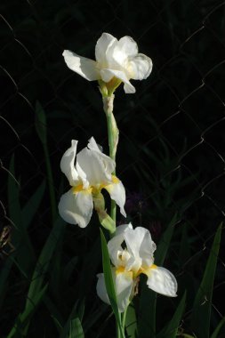 Horozlar veya irisler (Latin Iris)