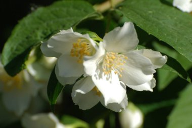 Yasmin, yasmin, yasmyn (eskimiş), zeytin familyasından bir bitki türü. Alaycı portakal (lat. Hughdelphus coronarius)