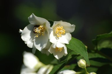 Yasmin, yasmin, yasmyn (eskimiş), zeytin familyasından bir bitki türü. Alaycı portakal (lat. Hughdelphus coronarius)