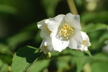 Yasmin, yasmin, yasmyn (eskimiş), zeytin familyasından bir bitki türü. Alaycı portakal (lat. Hughdelphus coronarius)