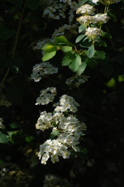 Spiraea Vanhouttei (lat. Spiraea vanhouttei, gülgiller (Rosaceae) familyasından bir çalı türü..