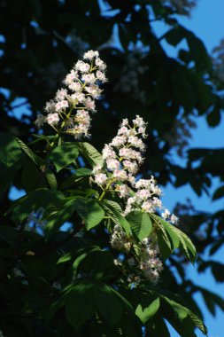 Chestnut (Castanea Tourn), kayın familyasından bir yaprak ağacı cinsidir.
