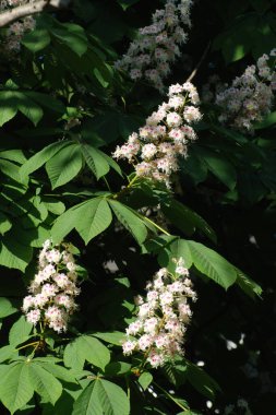 Chestnut (Castanea Tourn), kayın familyasından bir yaprak ağacı cinsidir.