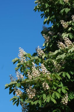 Chestnut (Castanea Tourn), kayın familyasından bir yaprak ağacı cinsidir.