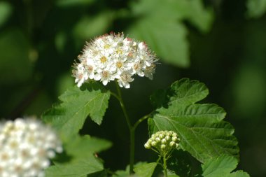 Viburnum yapraklı idrar kesesi otu, ayrıca viburnum-bırakılmış physocarpus (lat. Physocarpus opulifolius).