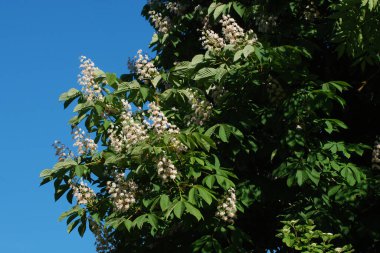 Chestnut (Castanea Tourn), kayın familyasından bir yaprak ağacı cinsidir.