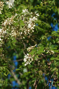 Acacia (Acacia), baklagiller familyasından bir bitki cinsidir..