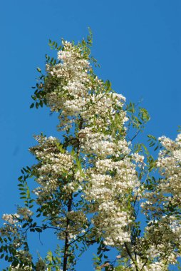 Acacia (Acacia), baklagiller familyasından bir bitki cinsidir..