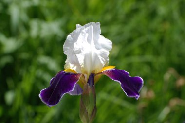Horozlar veya irisler (Latin Iris)