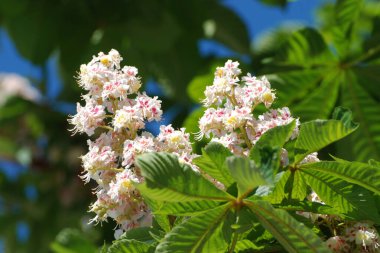Chestnut (Castanea Tourn), kayın familyasından bir yaprak ağacı cinsidir.