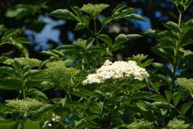 Siyah böğürtlen (Sambucus nigra L.; yerel isimler bozniak, elderberry, sambuk, ağaçsız)