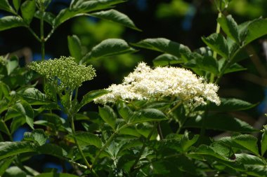 Siyah böğürtlen (Sambucus nigra L.; yerel isimler bozniak, elderberry, sambuk, ağaçsız)