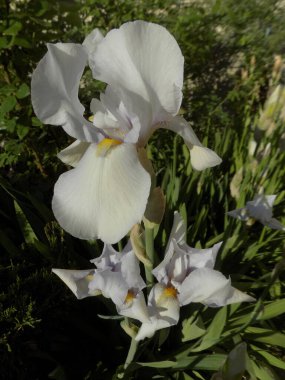 Horozlar veya irisler (Latin Iris)          