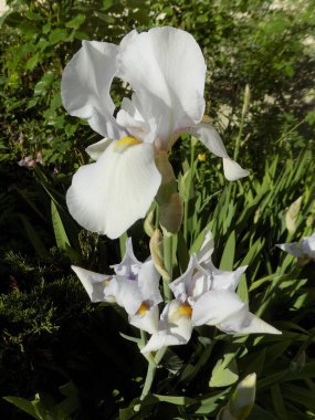 Horozlar veya irisler (Latin Iris)          