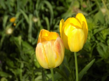 Tulipa, zambak familyasından bir bitki cinsidir.