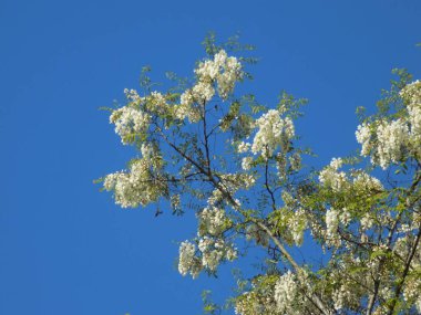 Acacia (Acacia), baklagiller familyasından bir bitki cinsidir..