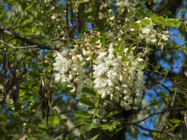 Acacia (Acacia), baklagiller familyasından bir bitki cinsidir..