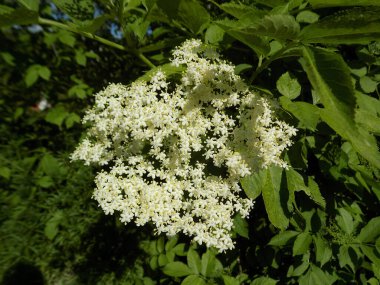 Siyah böğürtlen (Sambucus nigra L.; yerel isimler bozniak, elderberry, sambuk, ağaçsız)