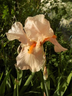 Horozlar veya irisler (Latin Iris)         