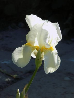  Horozlar veya irisler (Latin Iris)         