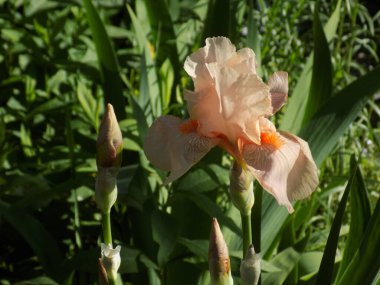  Horozlar veya irisler (Latin Iris)         