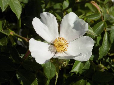 Common rosehip, or dog rose (Rosa canina L.)