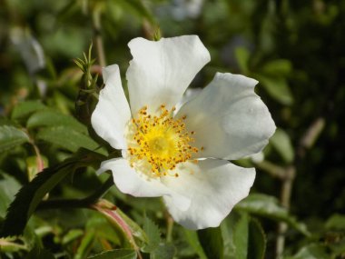 Common rosehip, or dog rose (Rosa canina L.)