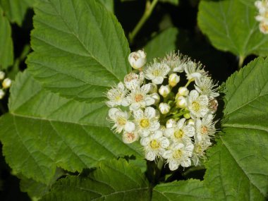 Viburnum yapraklı idrar kesesi otu, ayrıca viburnum-bırakılmış physocarpus (lat. Physocarpus opulifolius).