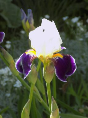  Horozlar veya irisler (Latin Iris)         