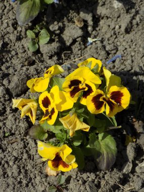 Üç renkli menekşe, vahşi nonoş (Viola üç renkli L.)