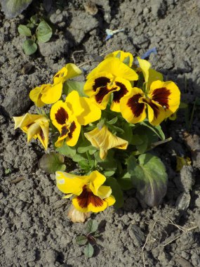 Üç renkli menekşe, vahşi nonoş (Viola üç renkli L.)