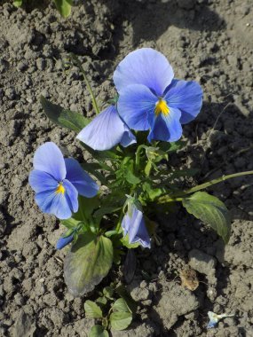 Üç renkli menekşe, vahşi nonoş (Viola üç renkli L.)