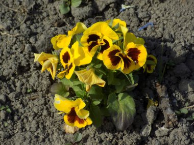 Üç renkli menekşe, vahşi nonoş (Viola üç renkli L.)