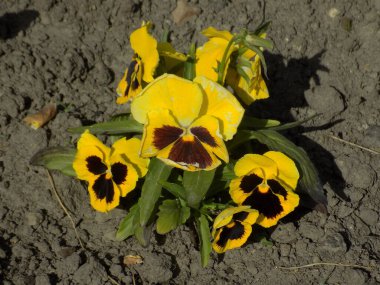 Üç renkli menekşe, vahşi nonoş (Viola üç renkli L.)