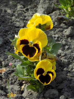 Üç renkli menekşe, vahşi nonoş (Viola üç renkli L.)