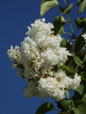 Sıradan yaban domuzu (Şırınga bayağılığı))          