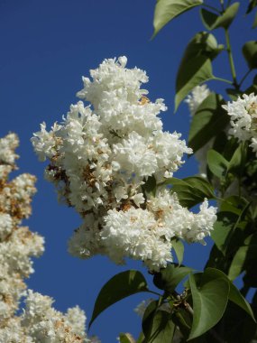 Sıradan yaban domuzu (Şırınga bayağılığı))          