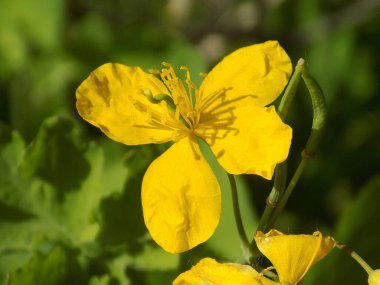 Chelidonium majus L., gelincik familyasından tek tür olan Papaveraceae 'dir.          
