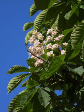 Chestnut (Castanea Tourn), kayın familyasından bir yaprak ağacı cinsidir.           