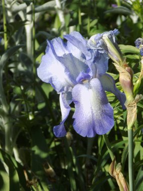Horozlar veya irisler (Latin Iris)          
