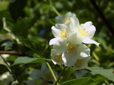 Yasmin, yasmin, yasmyn (eskimiş), zeytin familyasından bir bitki türü. Alaycı portakal (lat. Hughdelphus coronarius)         
