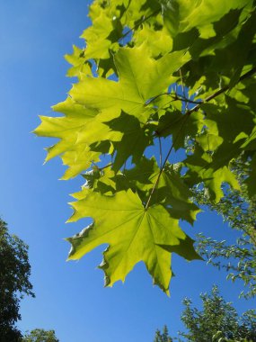 Common maple , or sharp-leaved, platanoides (Acer platanoides L.) is a tree of the Sapindaceae family.           clipart