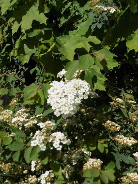 Spiraea Vanhouttei (lat. Spiraea vanhouttei, gülgiller (Rosaceae) familyasından bir çalı türü..          