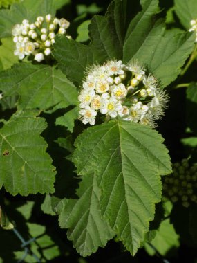 Viburnum yapraklı idrar kesesi otu, ayrıca viburnum-bırakılmış physocarpus (lat. Physocarpus opulifolius).