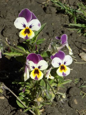  Üç renkli menekşe, vahşi nonoş (Viola üç renkli L.)         