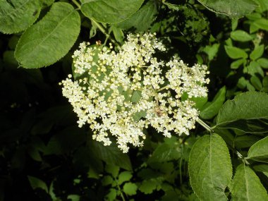 Siyah böğürtlen (Sambucus nigra L.; yerel isimler bozniak, elderberry, sambuk, ağaçsız)          